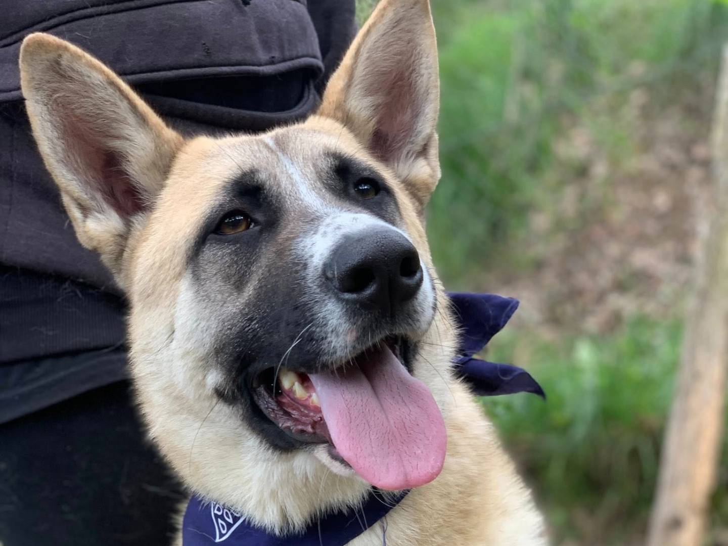 Adotta un cane, taglia grande, maschio, Latina