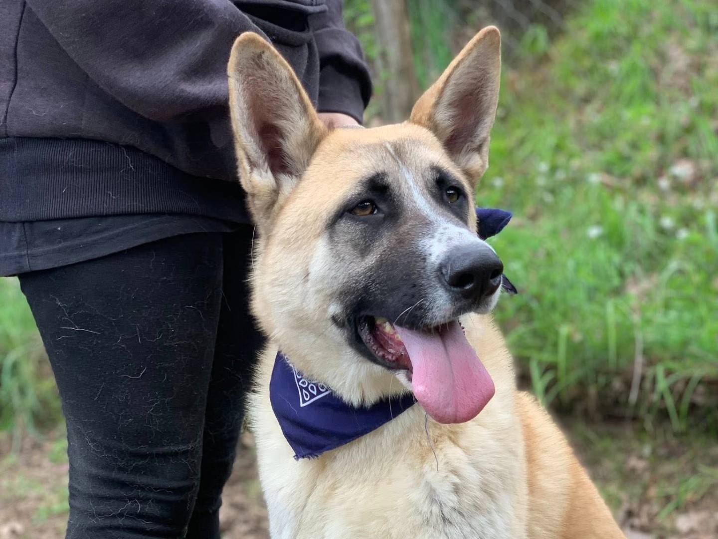 Adotta il cane MOMO a Latina