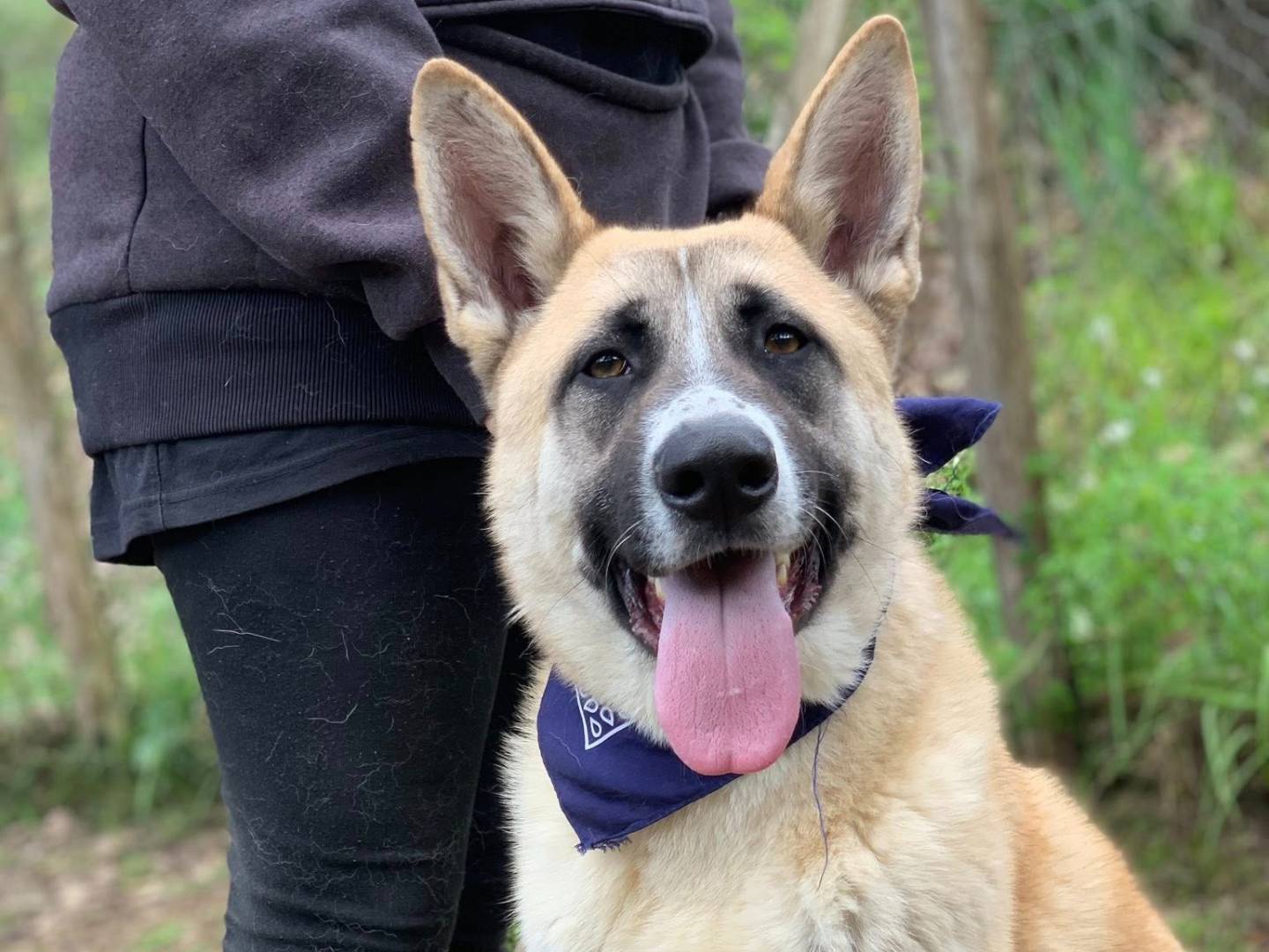 Adozione cane, maschio, Razza sconosciuta Razza sconosciuta, 3 anni e 2 mesi, taglia grande, Latina