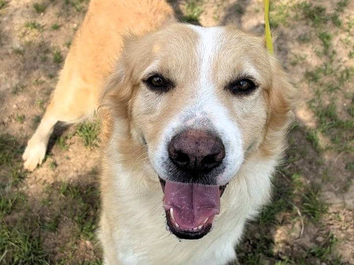 Adozione cane, maschio, Pastore maremmano Razza sconosciuta, 2 anni, taglia grande, Milano