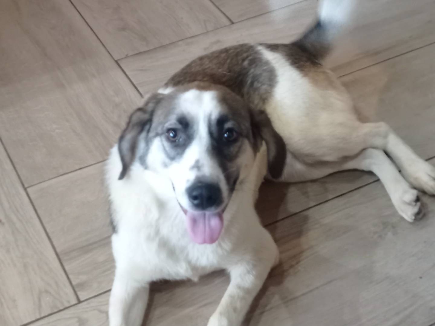 Adozione cane, femmina, Razza sconosciuta Razza sconosciuta, 9 mesi, taglia media, Catanzaro