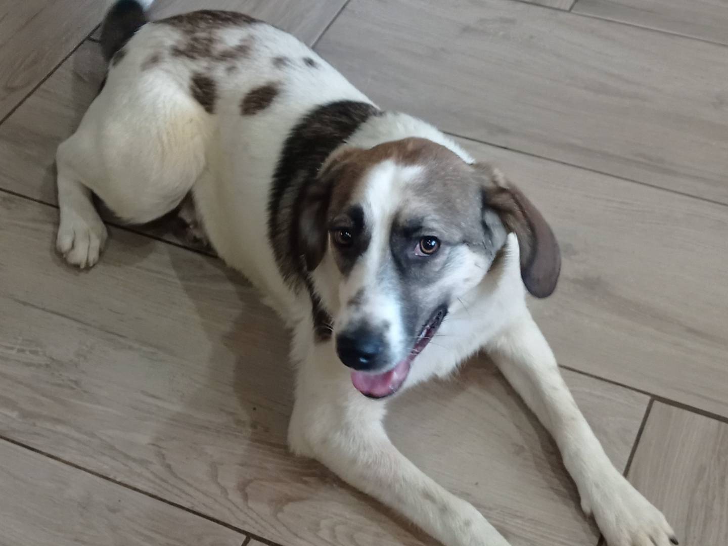 Adotta un cane, femmina, 9 mesi, Catanzaro