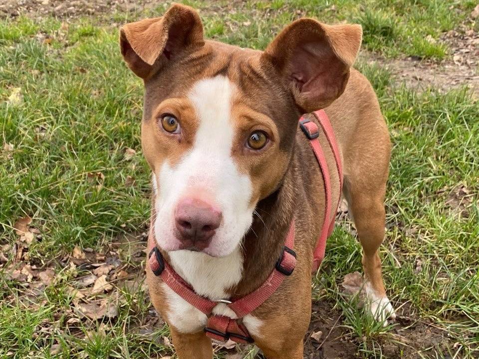 Adozione cane, femmina, Razza sconosciuta Razza sconosciuta, 2 anni, taglia media contenuta, Milano