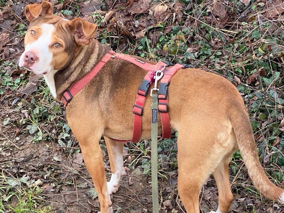 Adotta un cane, femmina, 2 anni, Milano