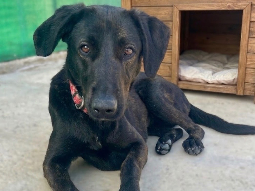 Adozione cane, femmina, Razza sconosciuta Razza sconosciuta, 1 anno e 3 mesi, taglia media contenuta, Sud