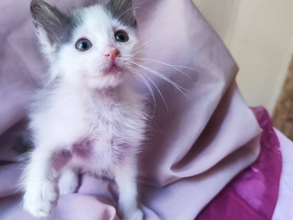 Adotta un gatto, femmina, 1 mesi, Bari