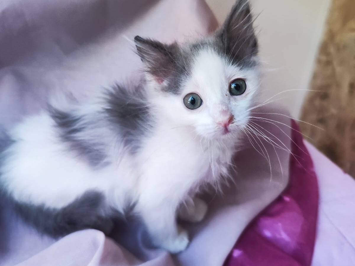 Adozione gatto, femmina, Razza sconosciuta Razza sconosciuta, 1 mesi, taglia non valida, Bari