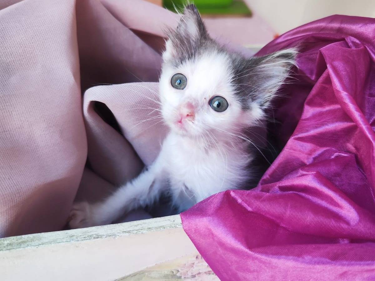 Adotta un gatto, taglia non valida, femmina, Bari