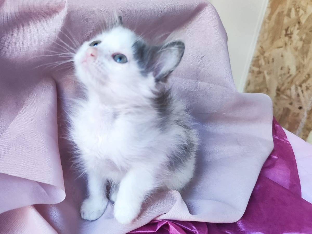 Vuoi adottare un gatto a Bari?