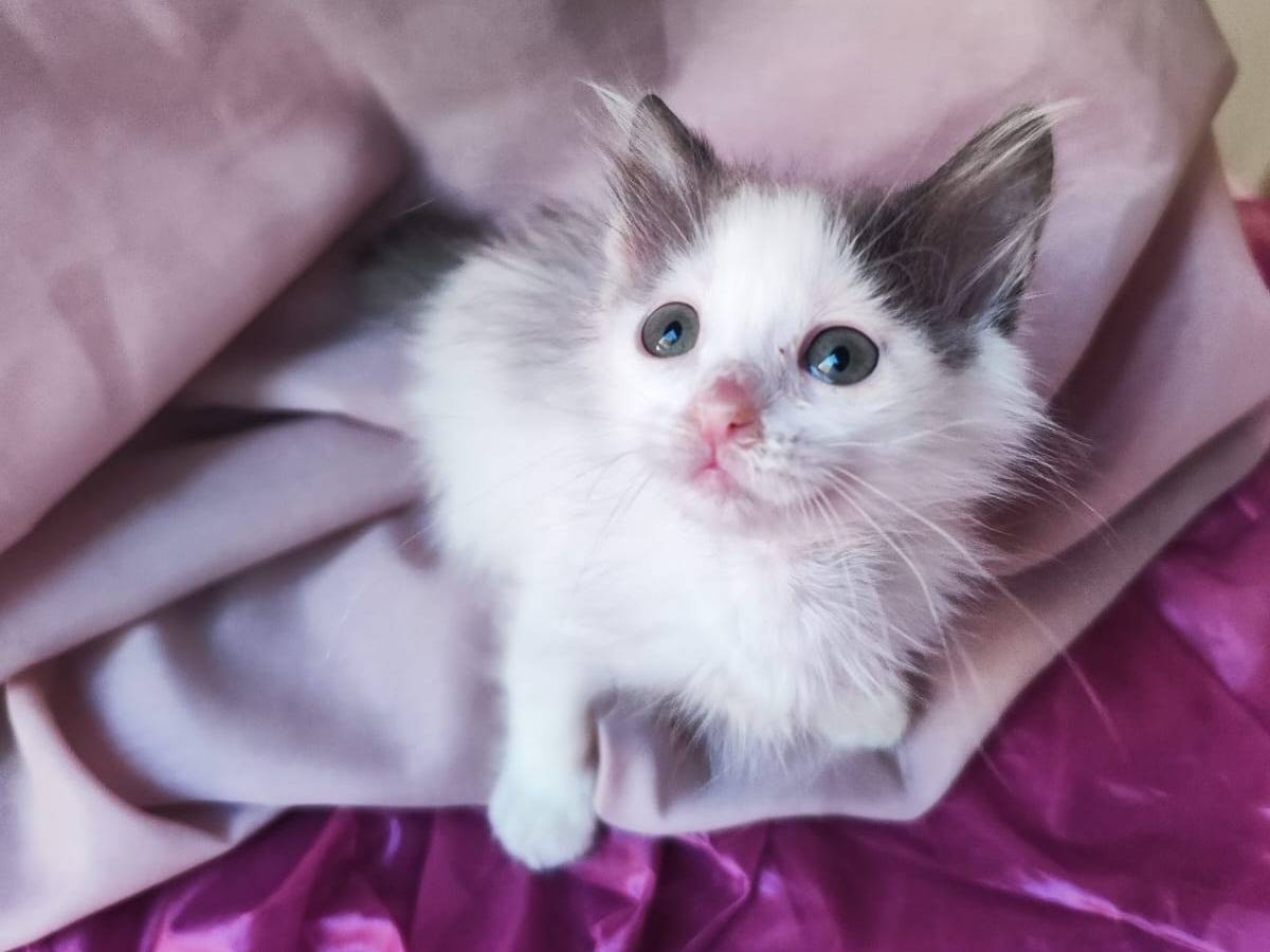Adotta il gatto Mia a Bari