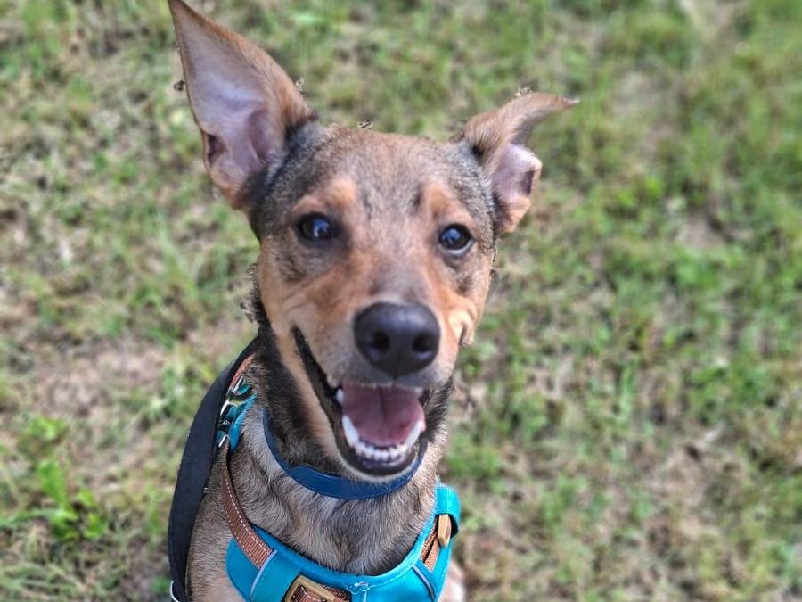 Adozione cane, maschio, Razza sconosciuta Razza sconosciuta, 1 anno e 1 mese, taglia piccola, Novara