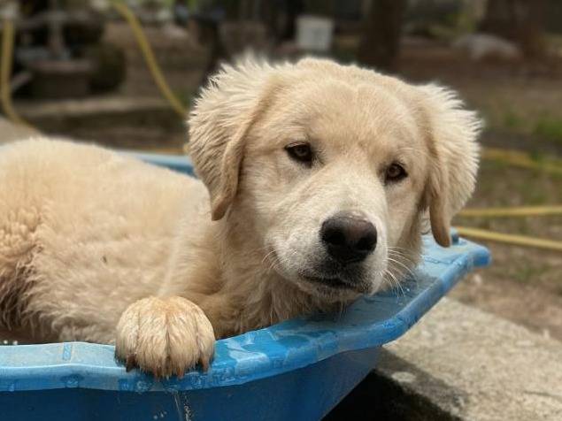 Adozione cane, maschio, Pastore maremmano Razza sconosciuta, 10 mesi, taglia media, Lecce