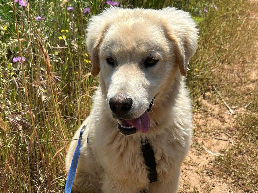 Adotta un cane, taglia media, maschio, Lecce