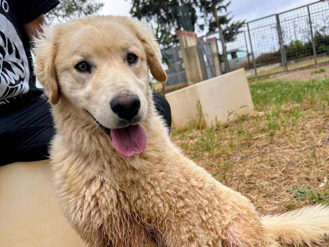 Vuoi adottare un cane a Lecce?