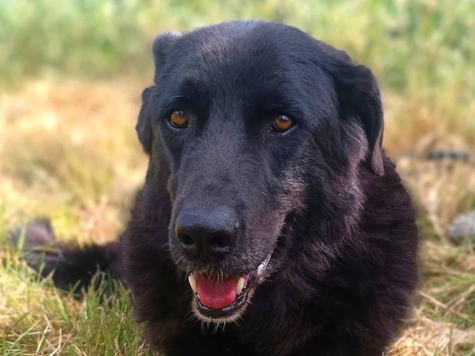 Adozione cane, maschio, Razza sconosciuta Razza sconosciuta, 7 anni e 4 mesi, taglia media, Lodi