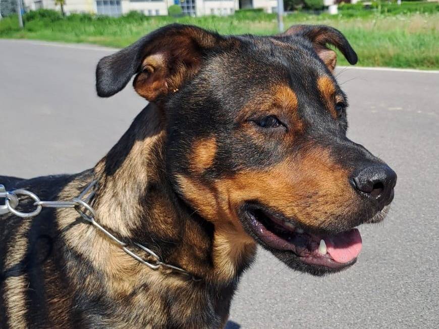 Adozione cane, maschio, Razza sconosciuta Razza sconosciuta, 3 anni e 1 mese, taglia media, Pavia