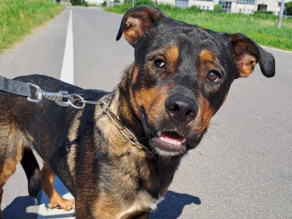Adotta un cane, maschio, 3 anni e 1 mese, Pavia