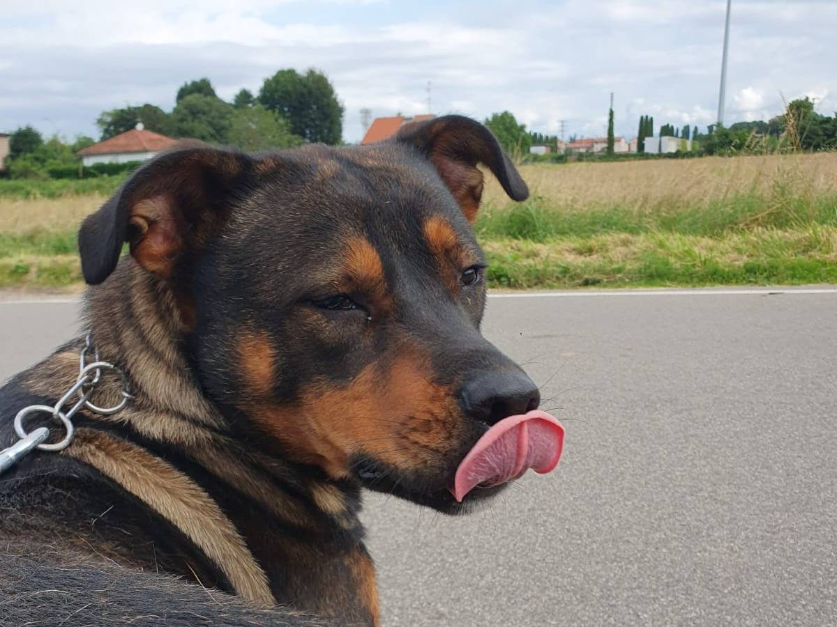 Adotta il cane Tiglio a Pavia
