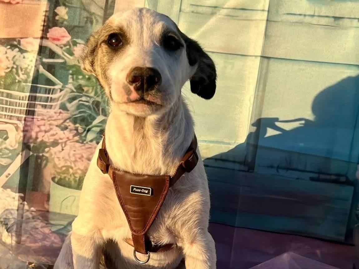 Adozione cane, maschio, Razza sconosciuta Razza sconosciuta, 4 mesi, taglia piccola, Bari