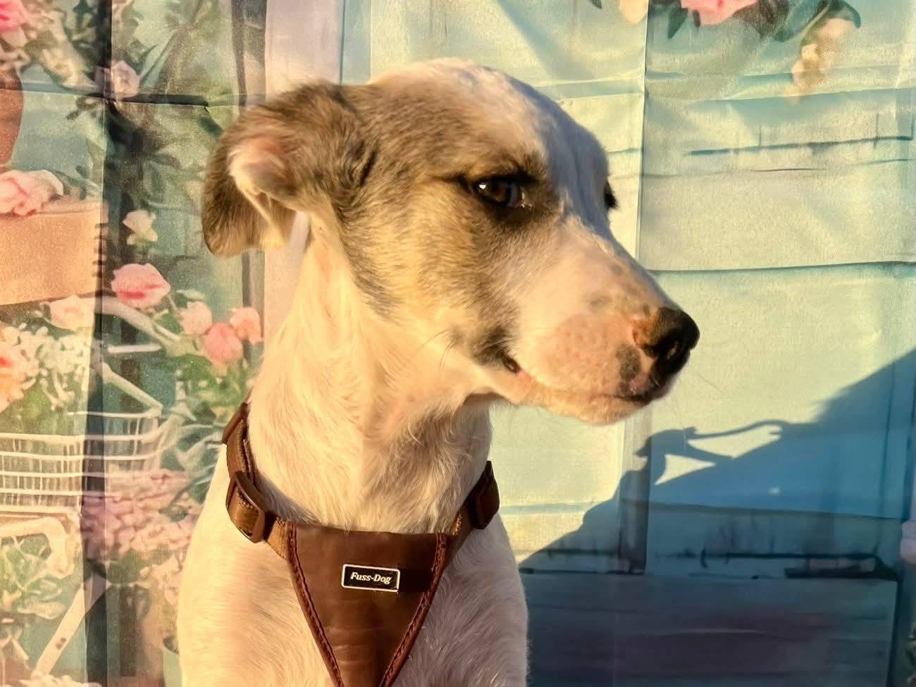 Adotta un cane, maschio, 4 mesi, Bari