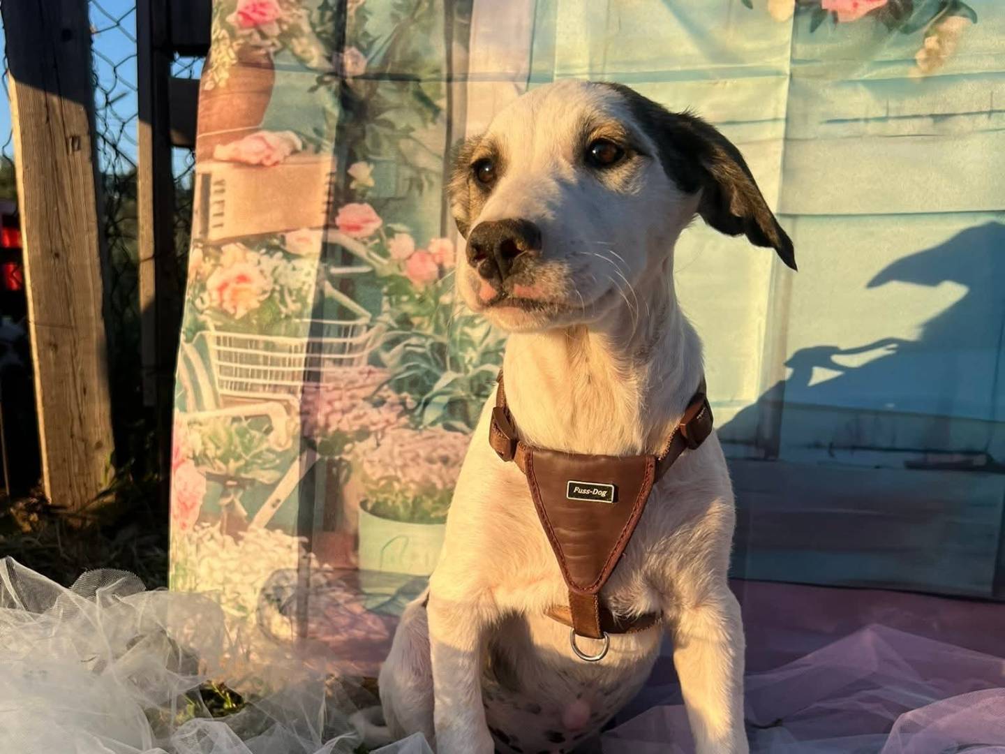 Vuoi adottare un cane a Bari?
