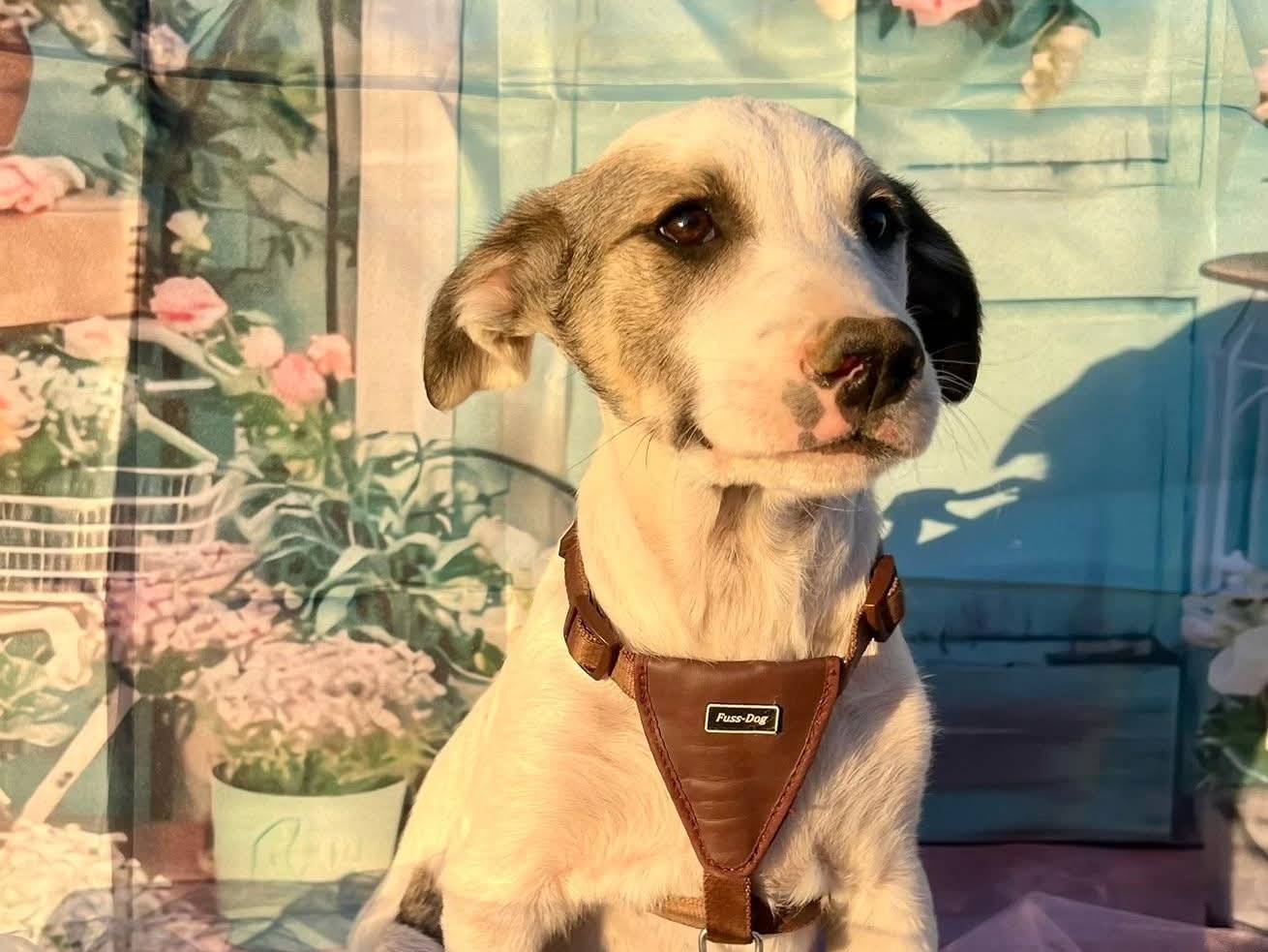Adotta il cane Marck a Bari