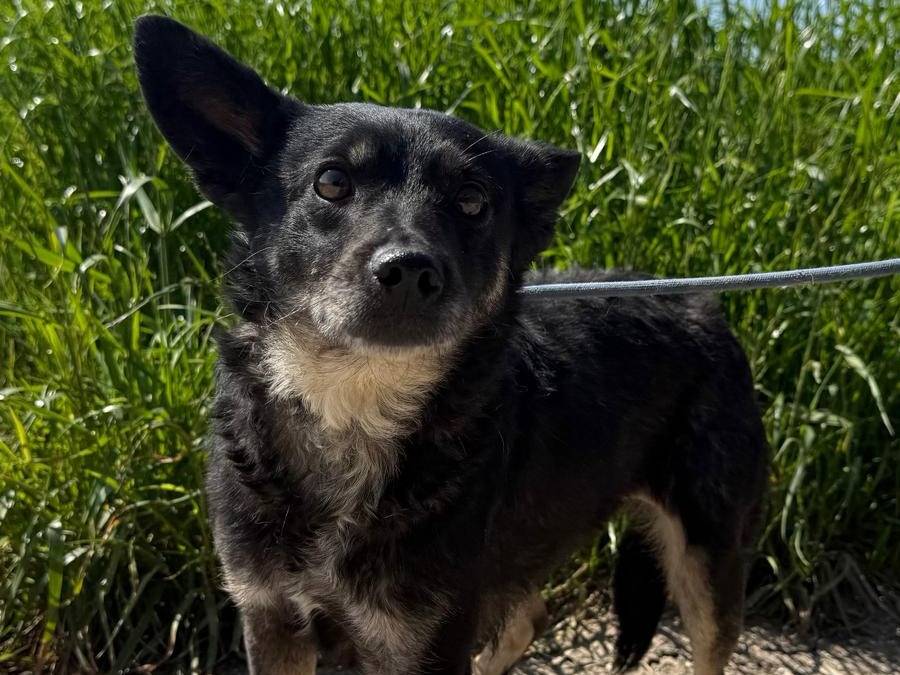 Adozione cane, femmina, Razza sconosciuta Razza sconosciuta, 3 anni e 2 mesi, taglia media contenuta, Matera