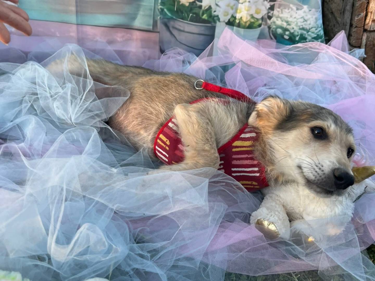 Adozione cane, maschio, Razza sconosciuta Razza sconosciuta, 4 mesi, taglia piccola, Bari