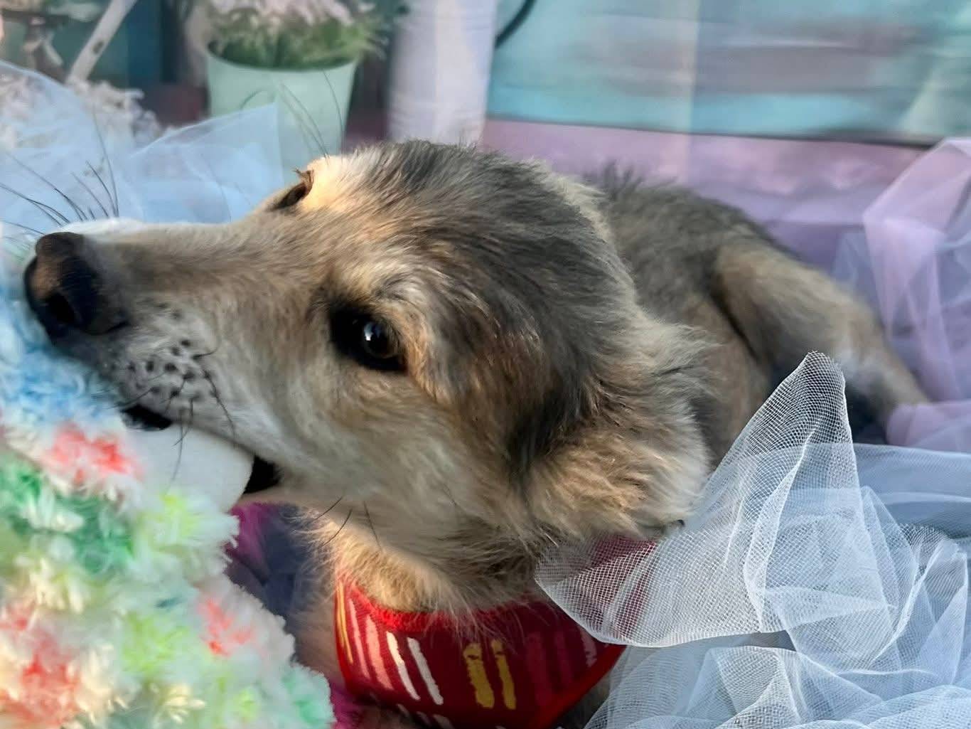 Adotta un cane, taglia piccola, maschio, Bari