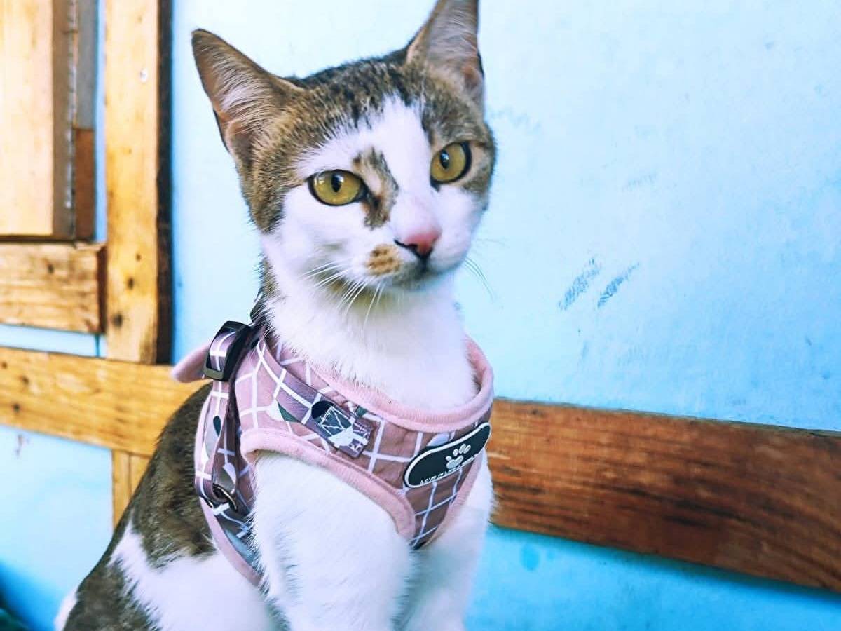 Adozione gatto, femmina, Razza sconosciuta Razza sconosciuta, 1 anno e 1 mese, taglia non valida, Bari
