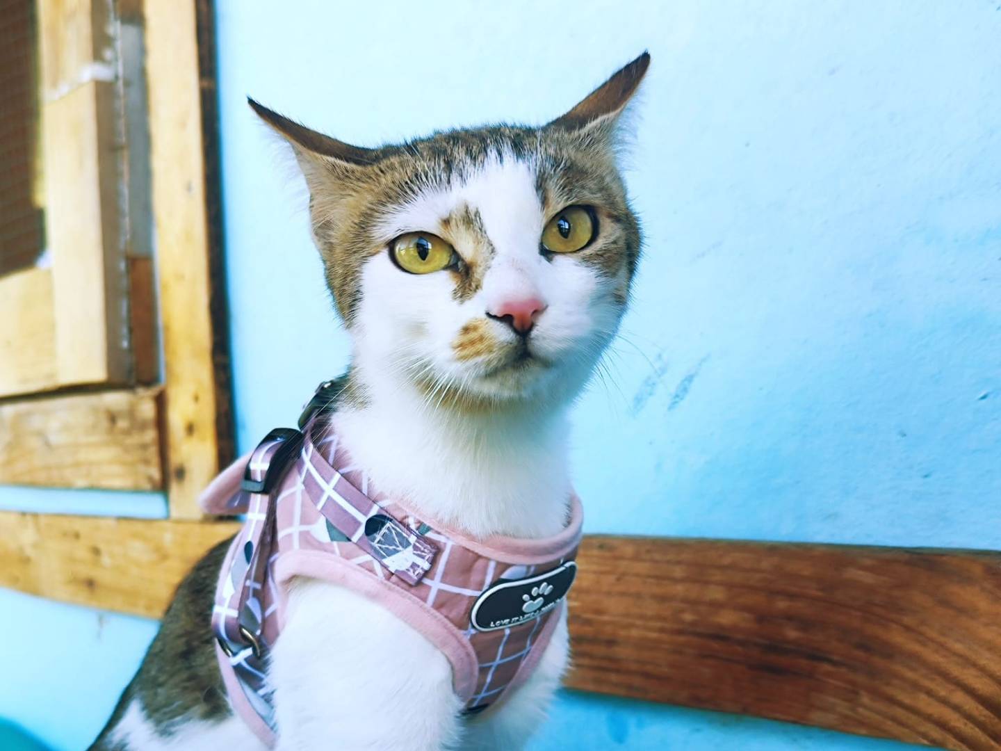 Adotta un gatto, femmina, 1 anno e 1 mese, Bari