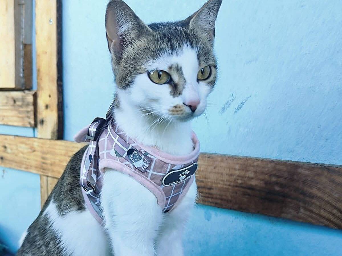 Adotta un gatto, taglia non valida, femmina, Bari