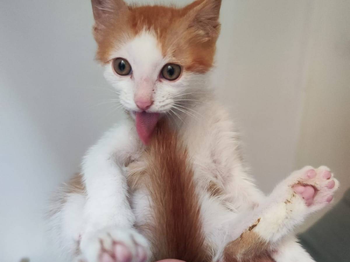 Adozione gatto, maschio, Razza sconosciuta Razza sconosciuta, 1 mese, taglia non valida, Bari