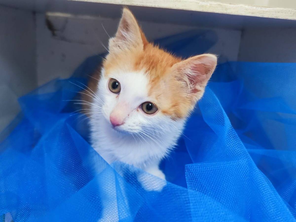 Adotta un gatto, maschio, 1 mese, Bari