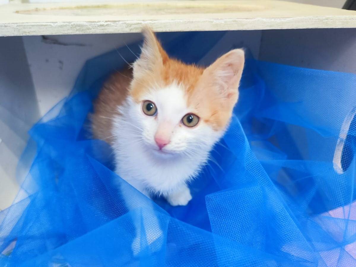 Adotta un gatto, taglia non valida, maschio, Bari