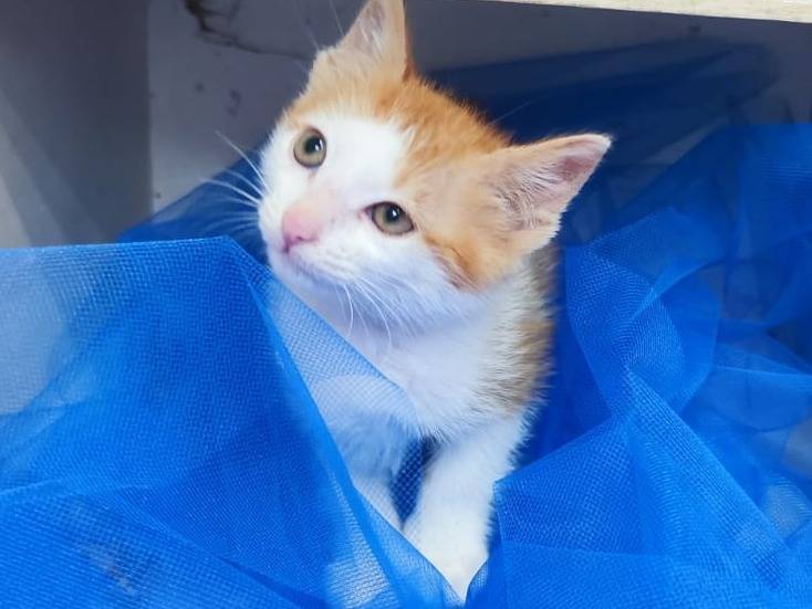 Vuoi adottare un gatto a Bari?