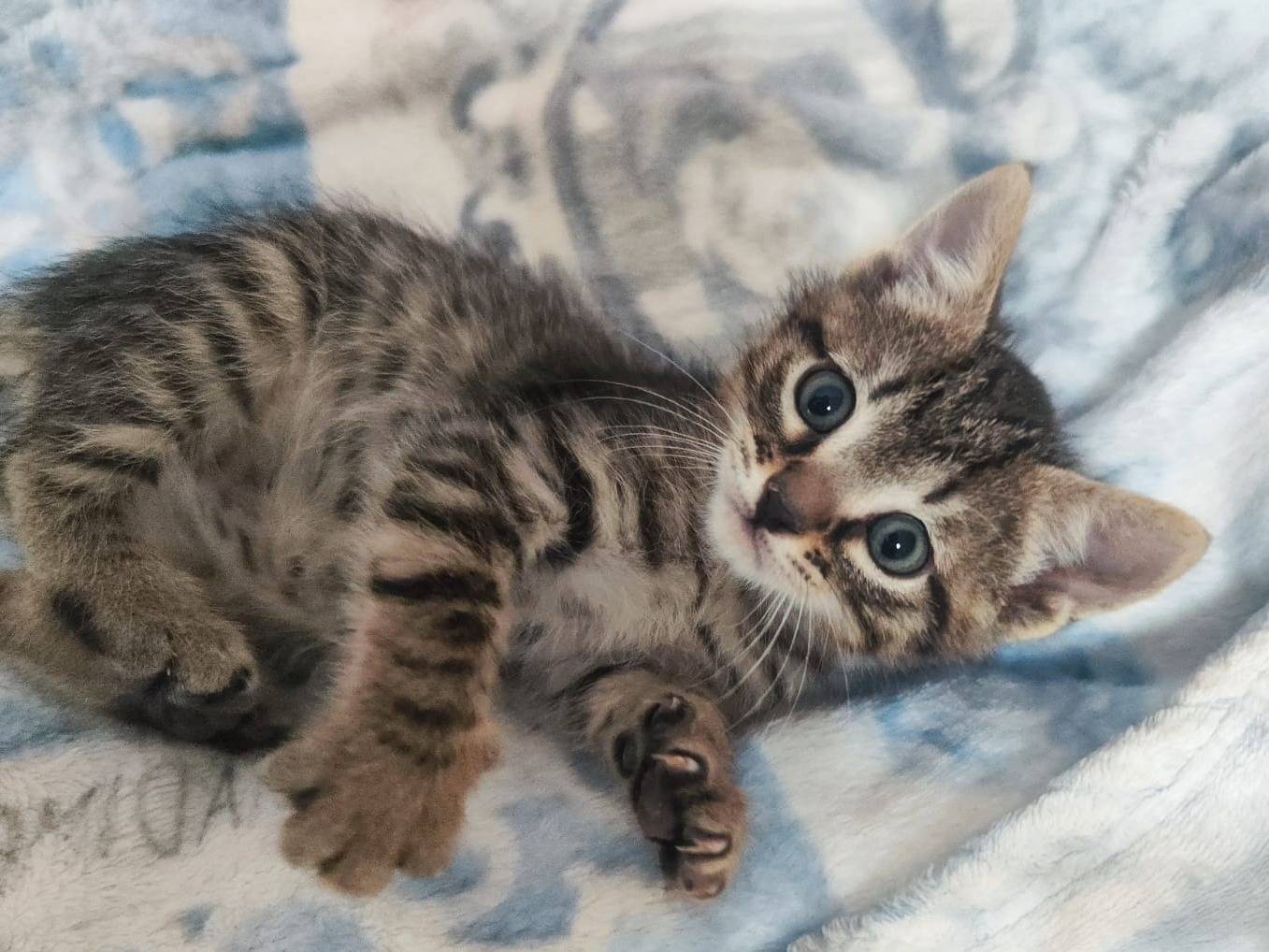 Adozione gatto, maschio, Razza sconosciuta Razza sconosciuta, 3 mesi, taglia non valida, Bari