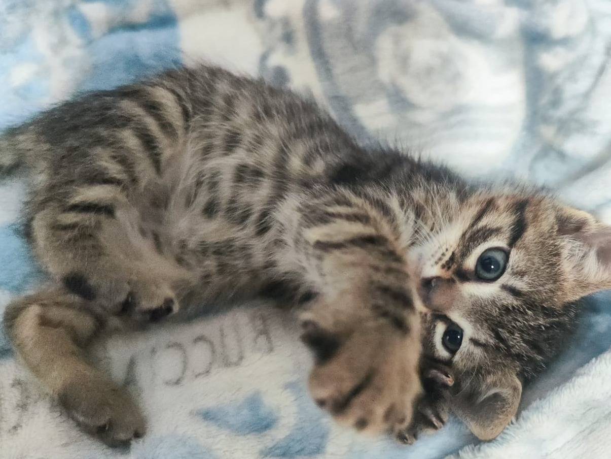 Adotta un gatto, maschio, 3 mesi, Bari