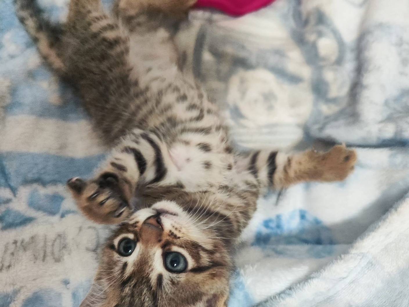 Adotta un gatto, taglia non valida, maschio, Bari