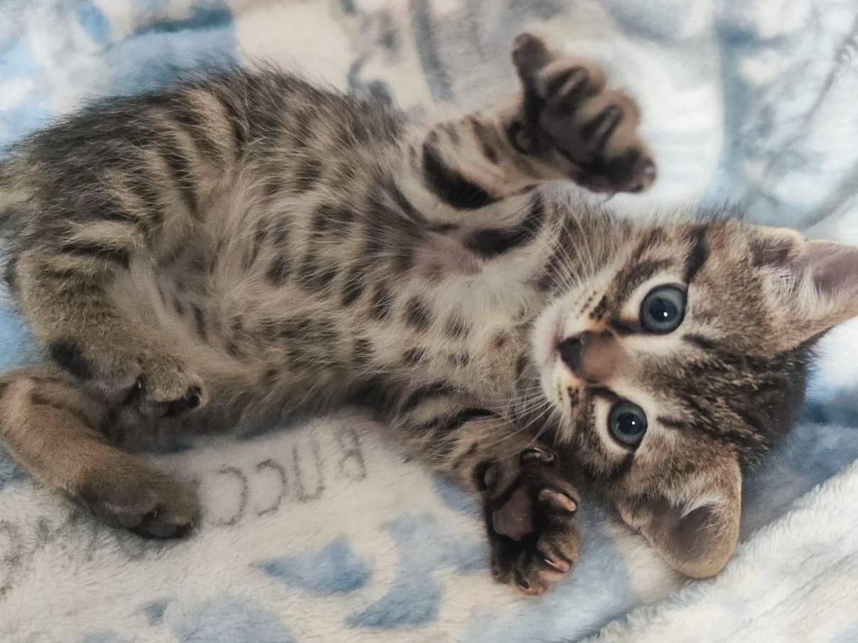 Vuoi adottare un gatto a Bari?