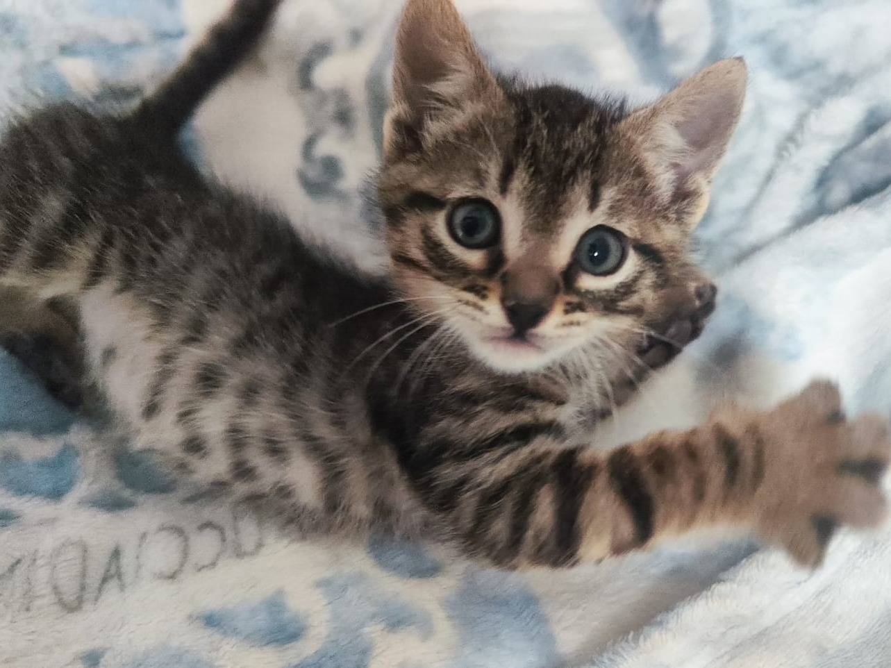 Adotta il gatto Joy a Bari