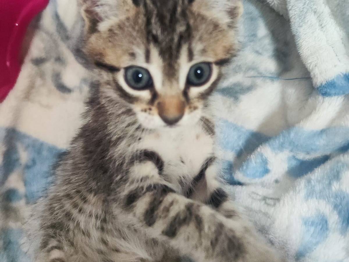 Adotta un gatto, femmina, 2 mesi, Bari