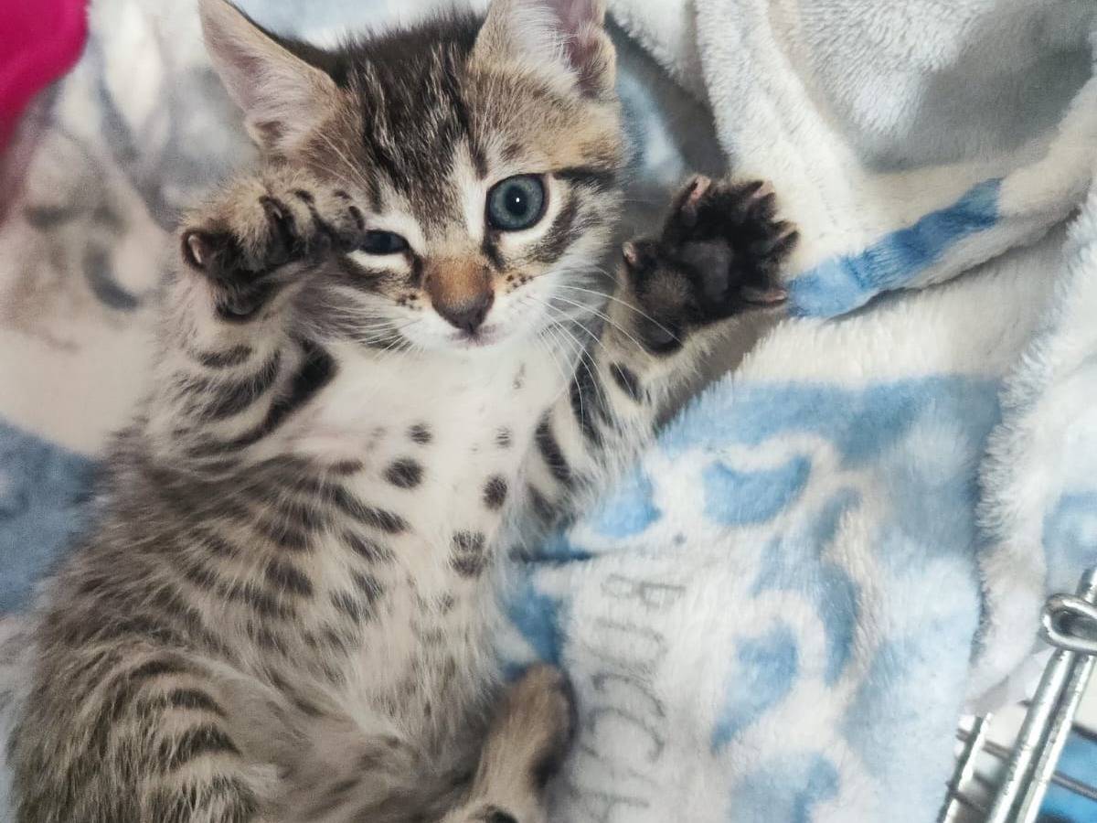 Adozione gatto, femmina, Razza sconosciuta Razza sconosciuta, 2 mesi, taglia non valida, Bari