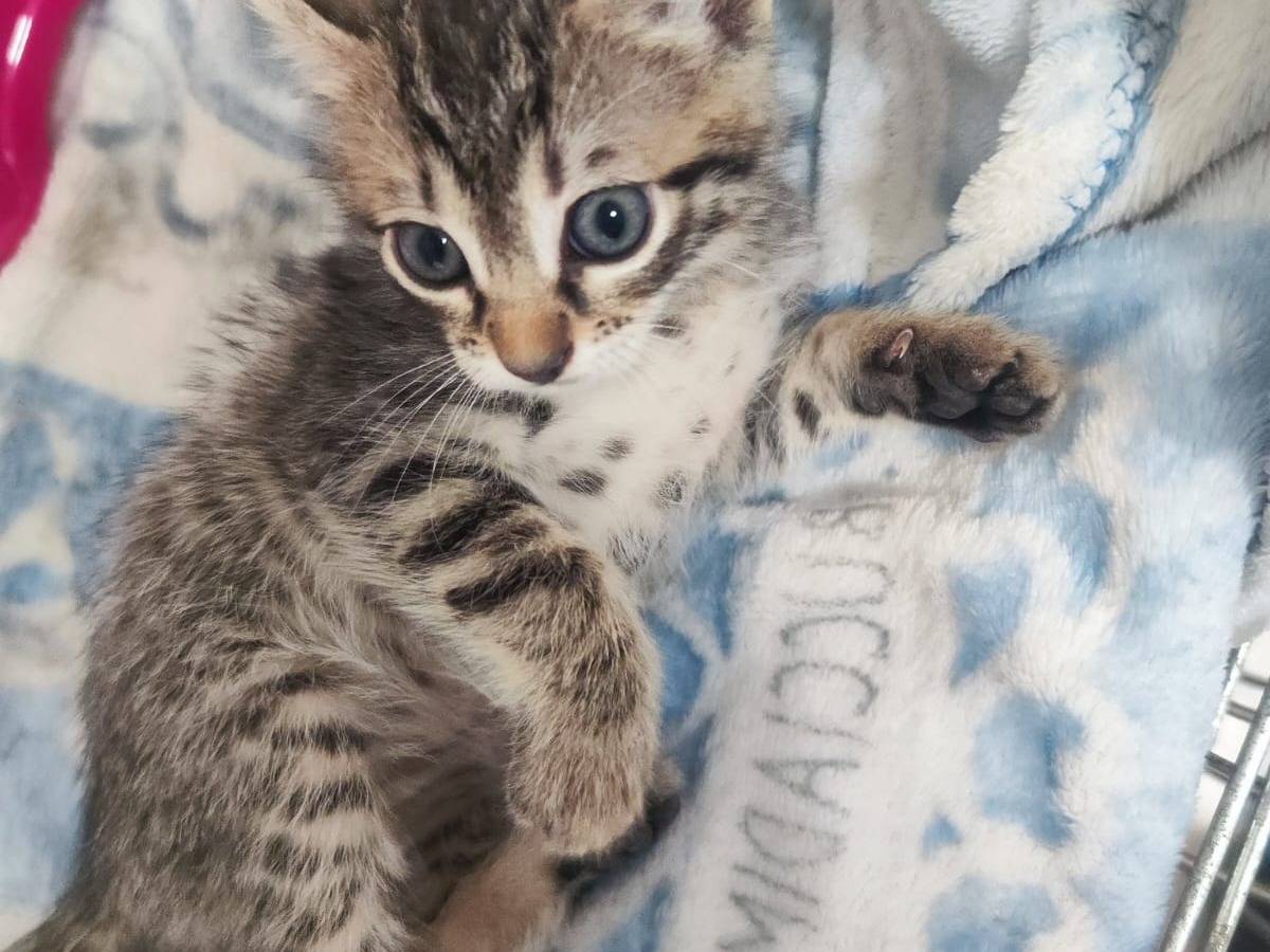 Vuoi adottare un gatto a Bari?