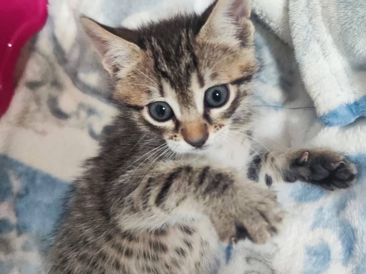 Adotta un gatto, taglia non valida, femmina, Bari