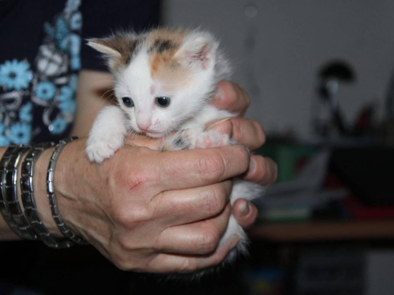 Adotta un gatto, taglia non valida, femmina, Caserta