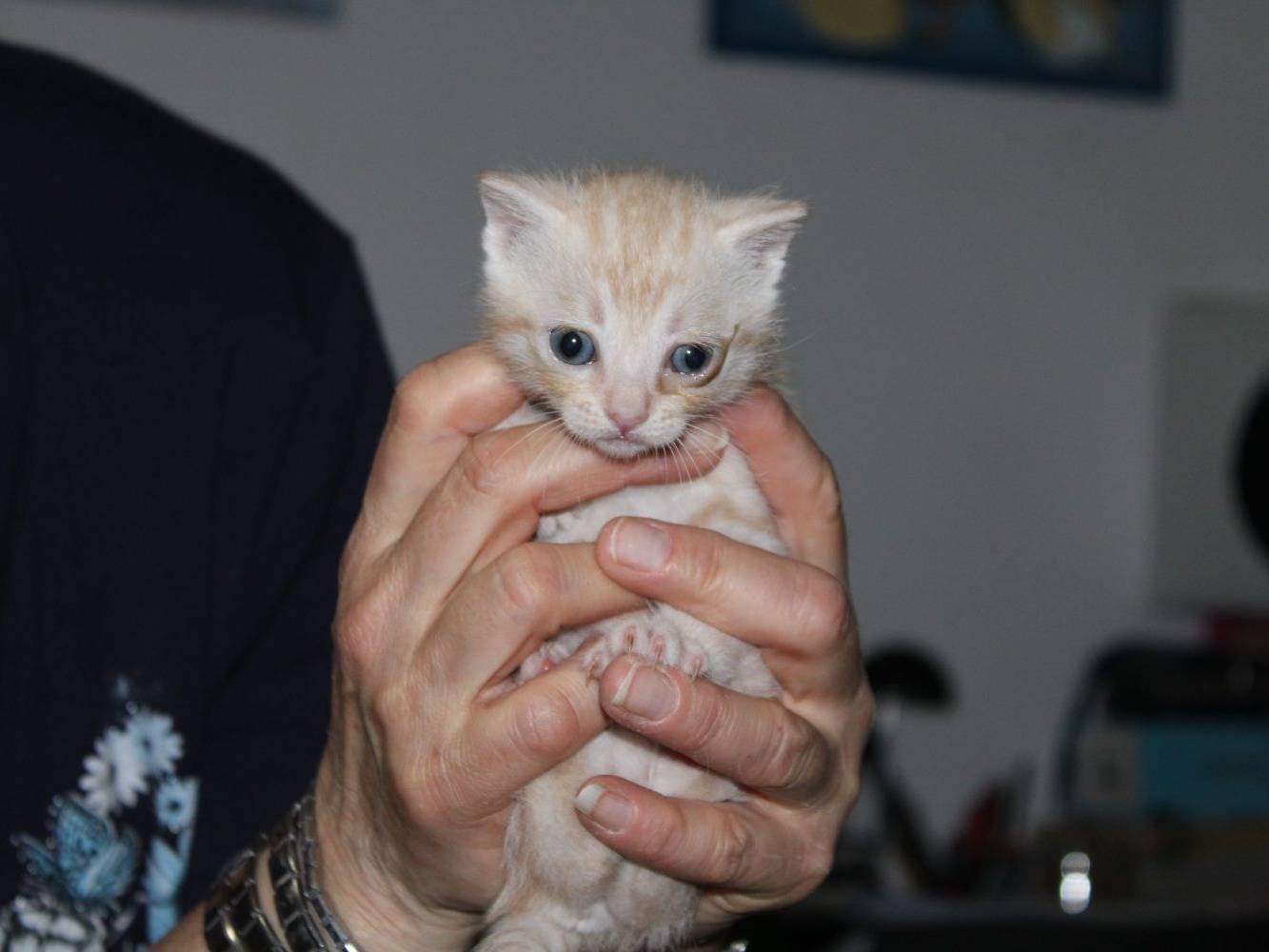 Foto 3 dell'animale