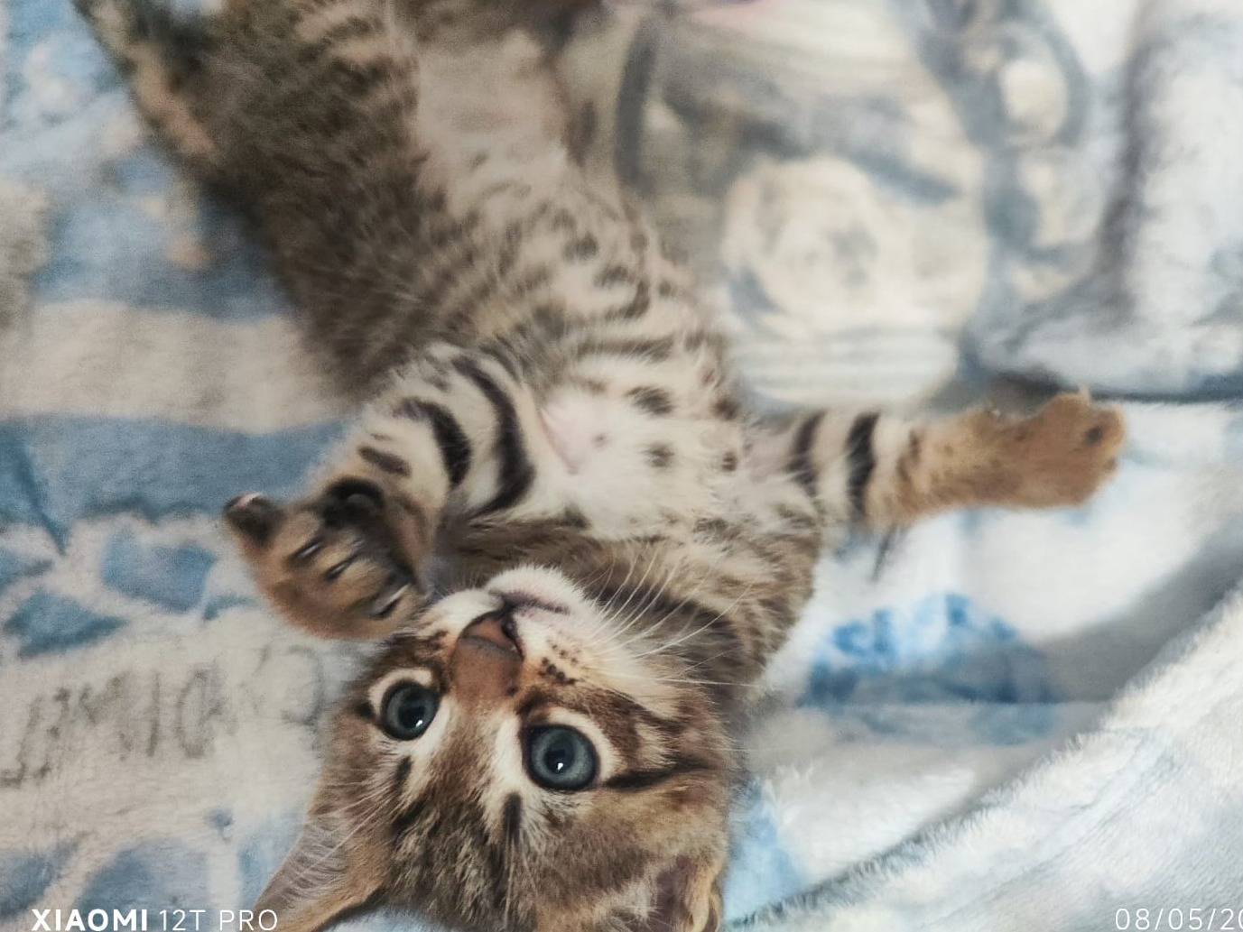 Adotta un gatto, maschio, 2 mesi, Bari