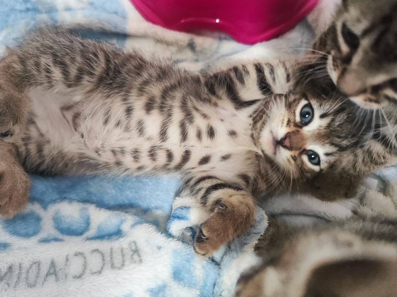 Adozione gatto, maschio, Razza sconosciuta Razza sconosciuta, 2 mesi, taglia non valida, Bari