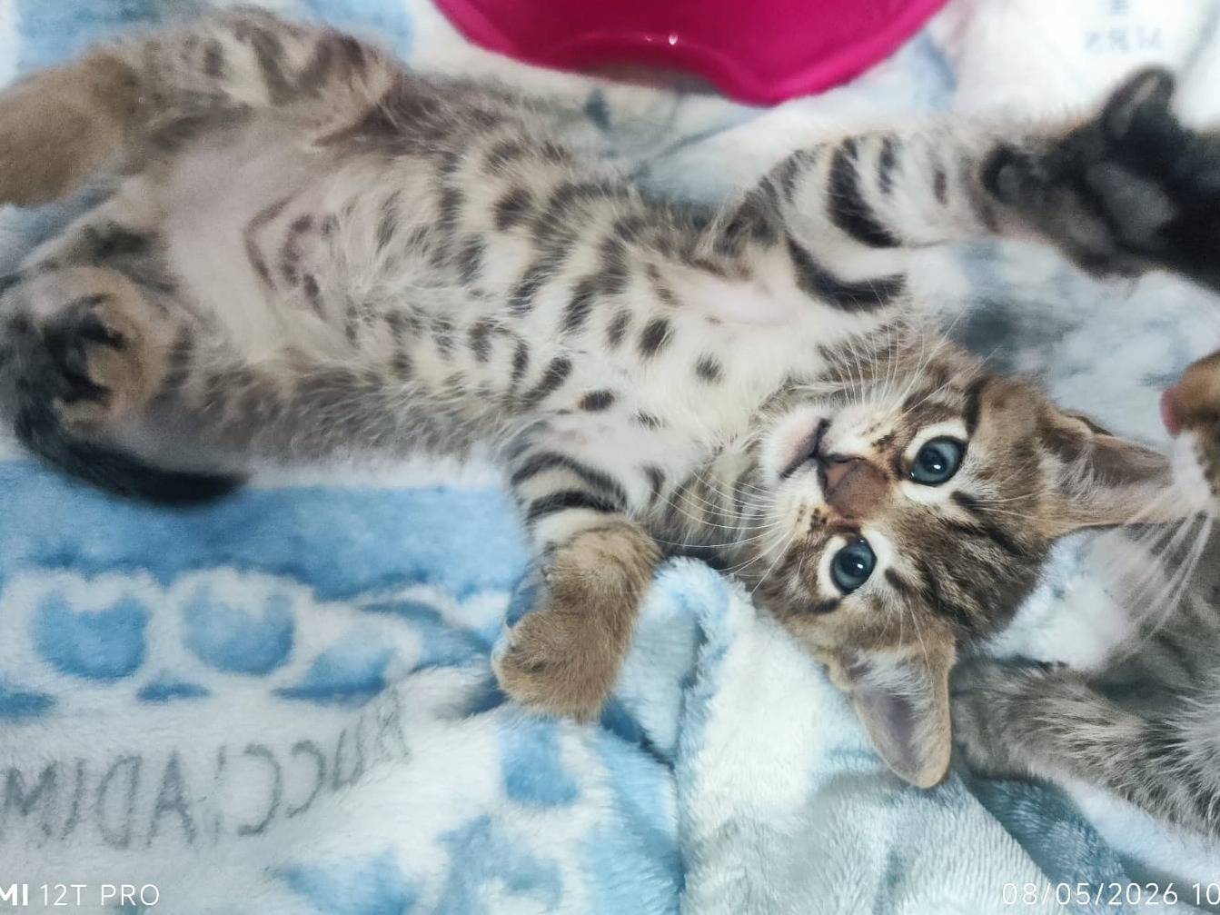 Adotta un gatto, taglia non valida, maschio, Bari